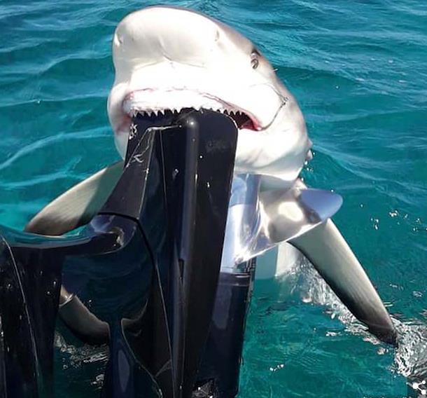 2米)长的柠檬鲨吞下了他的鱼饵,正当蒙罗打算割断掉线放其离开时,它