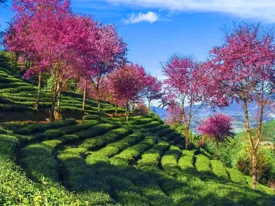 一去再去         ②《新云南日子 冬樱版》   "无量山下,樱花树上