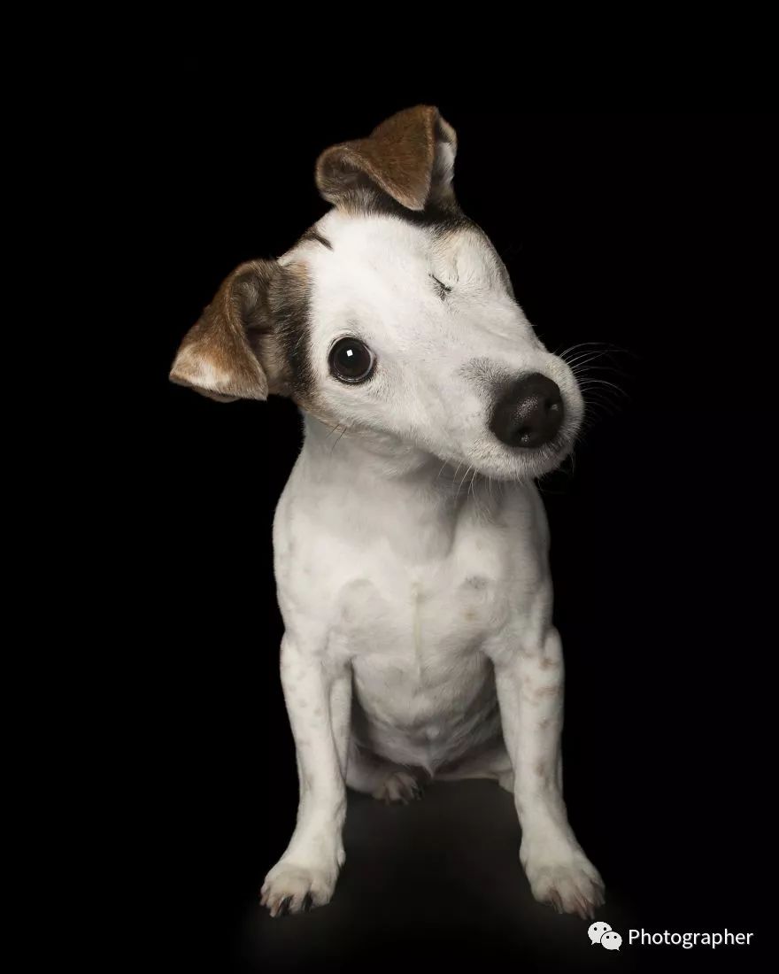 瞎了你的狗眼,折了你的狗腿