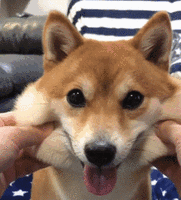 狗子可能对小主人有意见毫不掩饰这嫌弃的表情