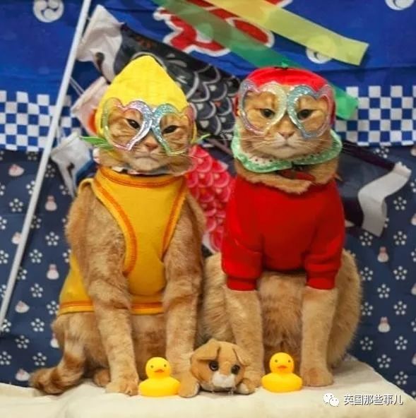 自媒体 正文 而两只橘猫也非常佛系,脾气非常好, 不管铲屎官让它俩戴
