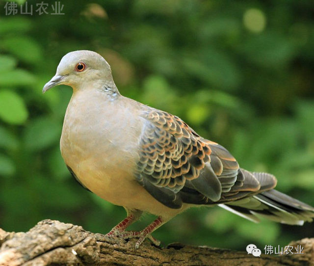 佛山南海4男子猎杀国家保护鸟类被抓,其中1人非法持枪|南海|野生动物