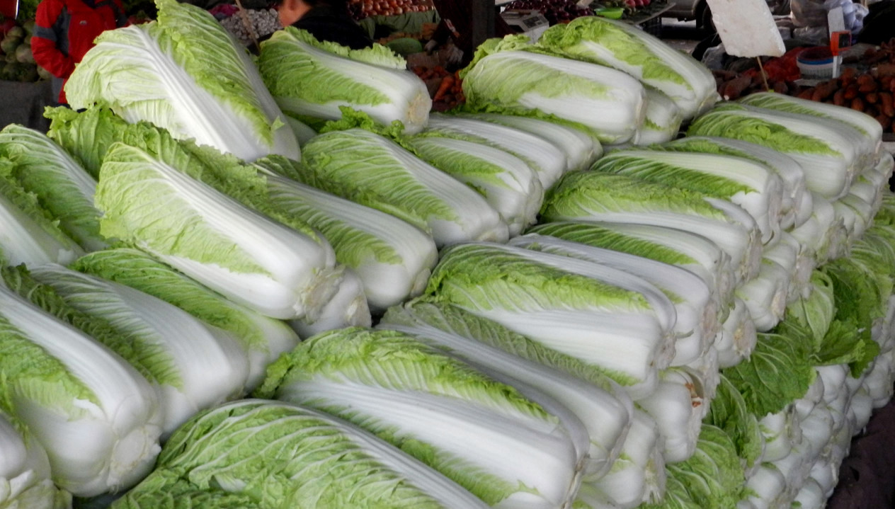 常去菜市场的朋友可能会发现,菜市场有很多外形不同的白菜.