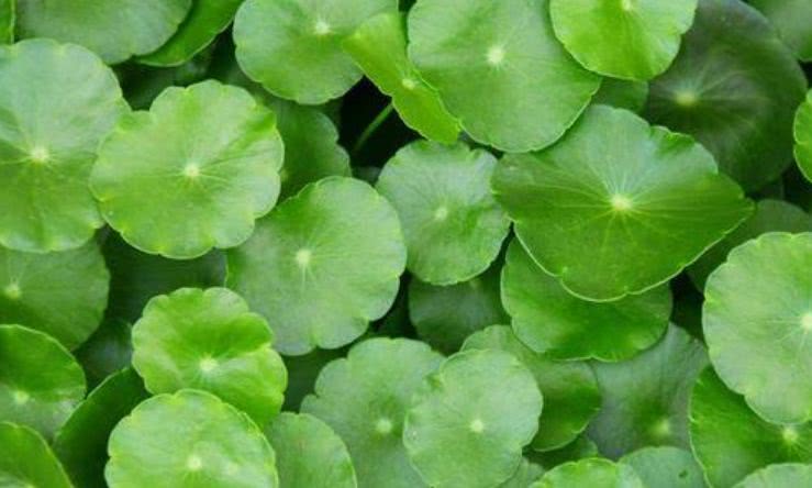 想要铜钱草叶片又厚又大做好关键2点呼呼长挤满盆