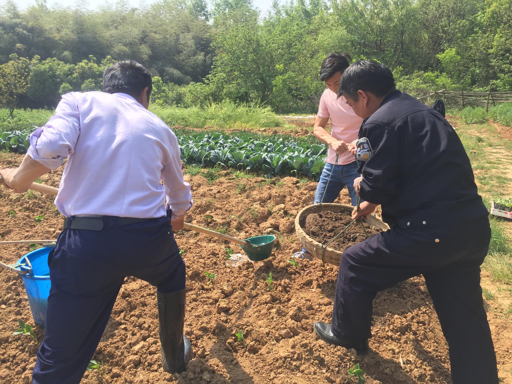 江宁上穆社区工作人员开荒种地洋葱莴苣空心菜长得都不错