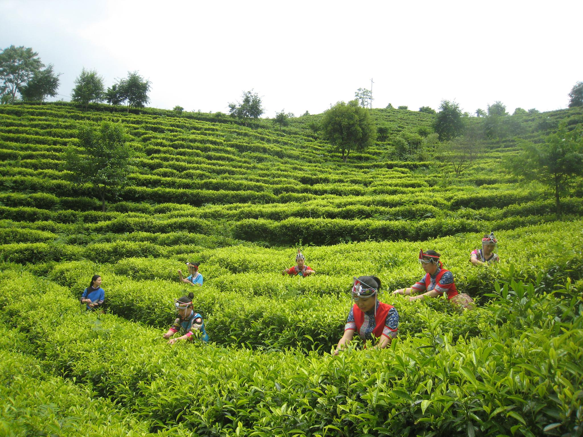 景宁惠明茶"飘香" 国际茶叶博览会获金奖