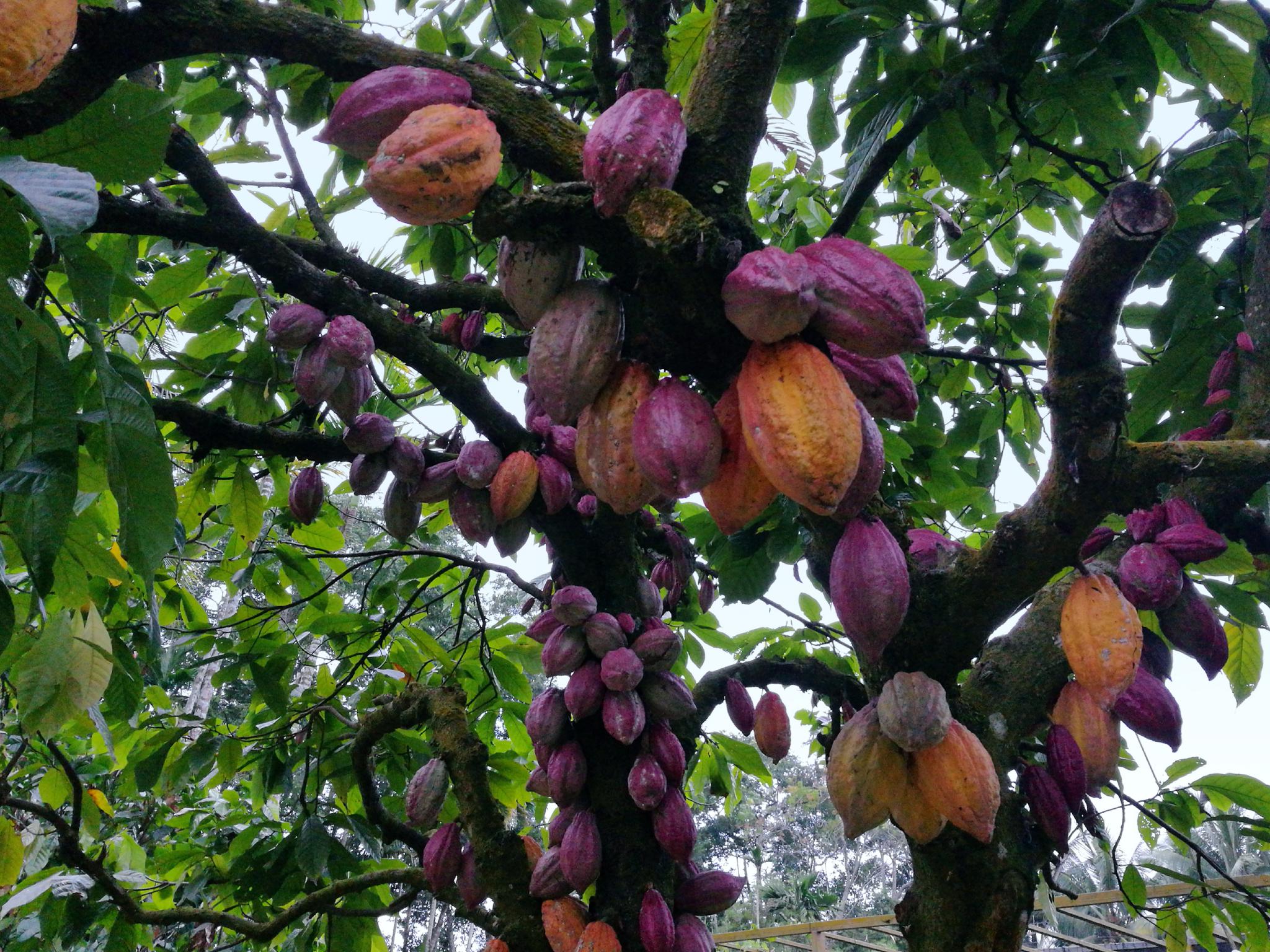 全国网媒参观万宁兴隆热带植物园见识大自然之妙