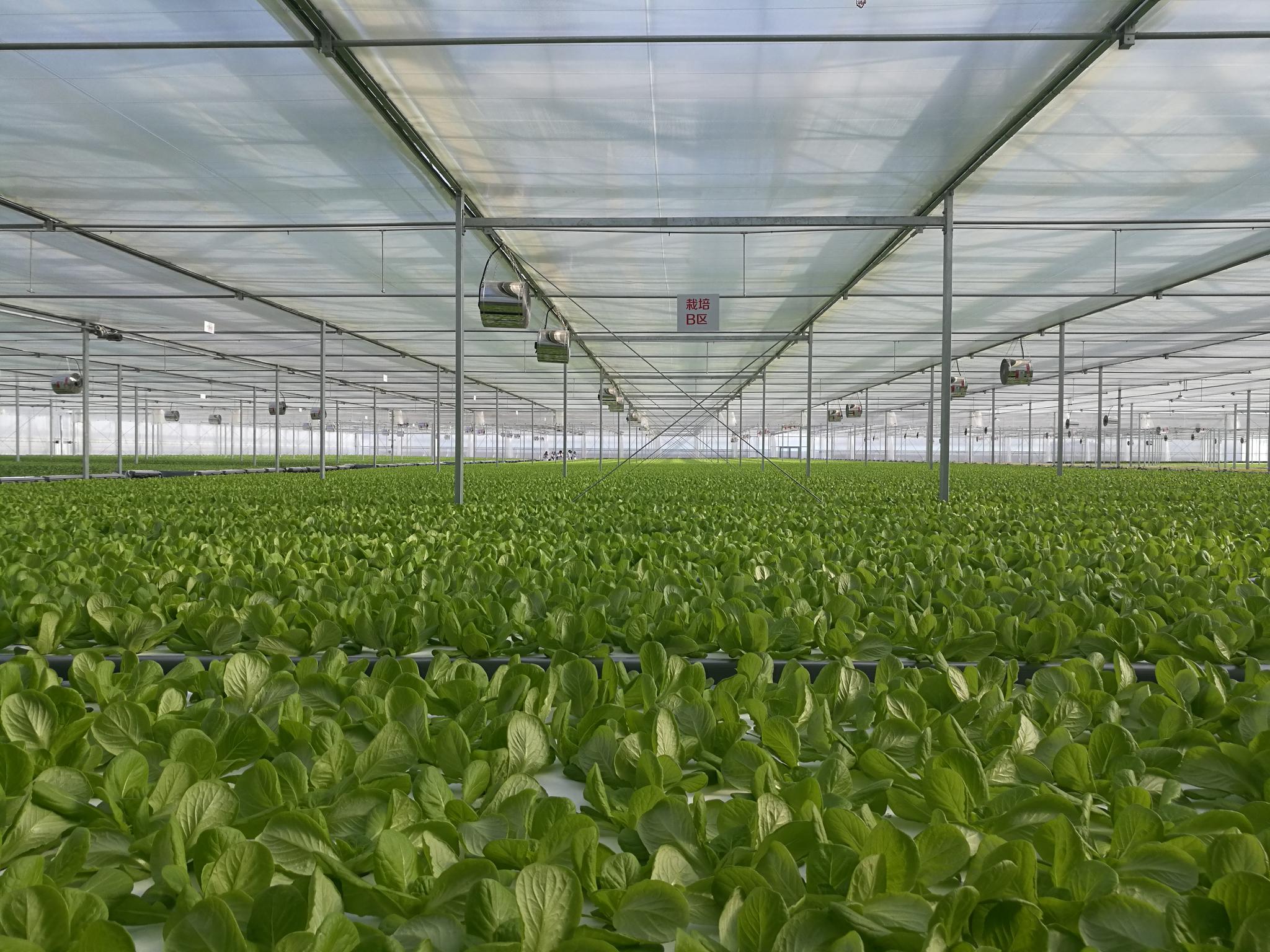 京东植物工厂落成,6种无土菜年底上市