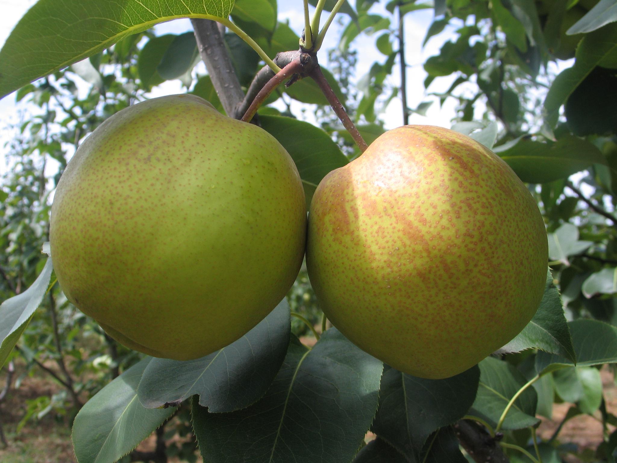 盘点四地梨王极品秋梨为什么这么好吃