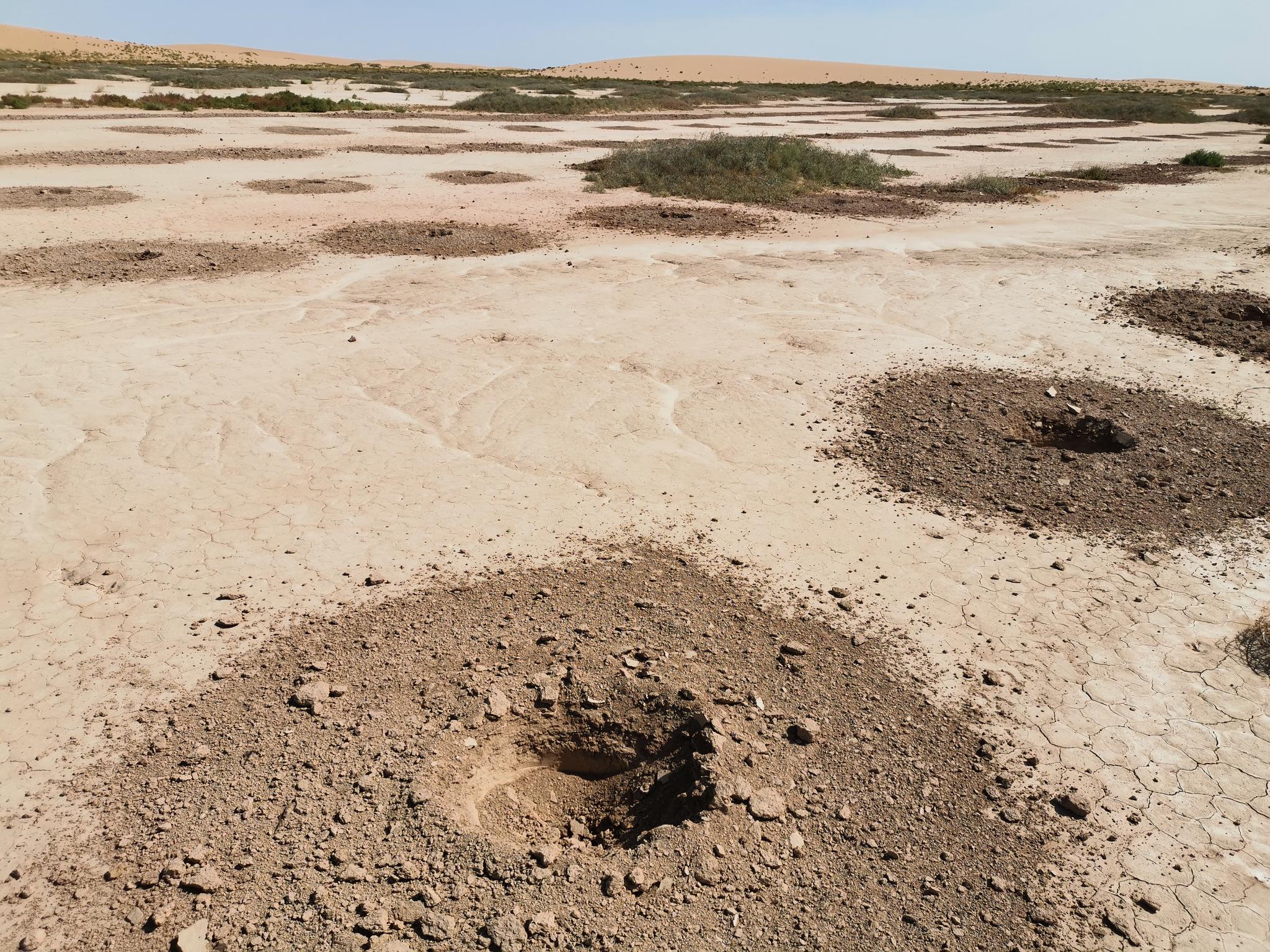 志愿者挖好的树坑.受访者供图