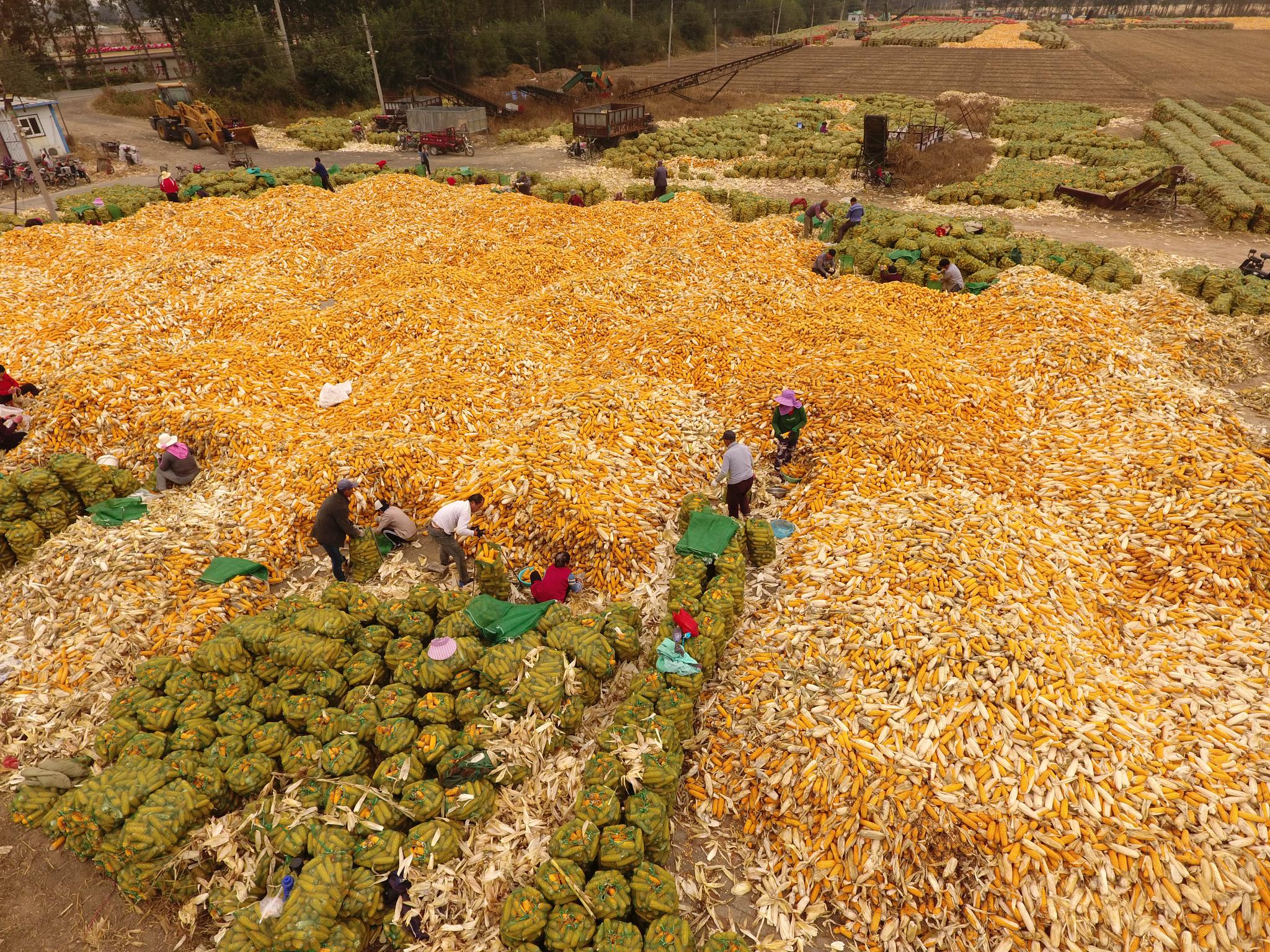 河北保定丰收图景田间地头一片金灿灿的玉米