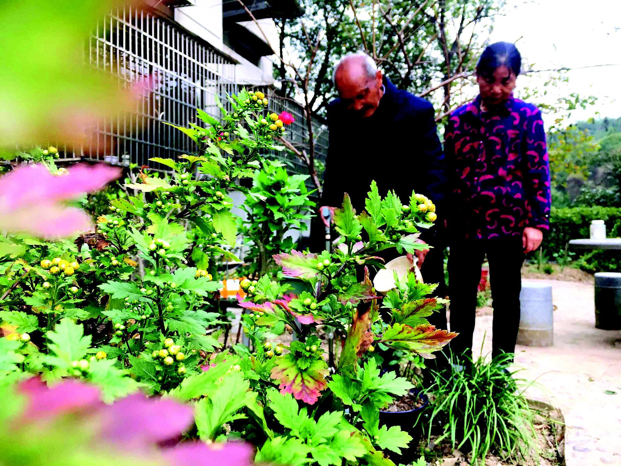 会英语俄语的九旬老人扛起锄头种出一个花园 花园 长沙职业技术学院 新浪网