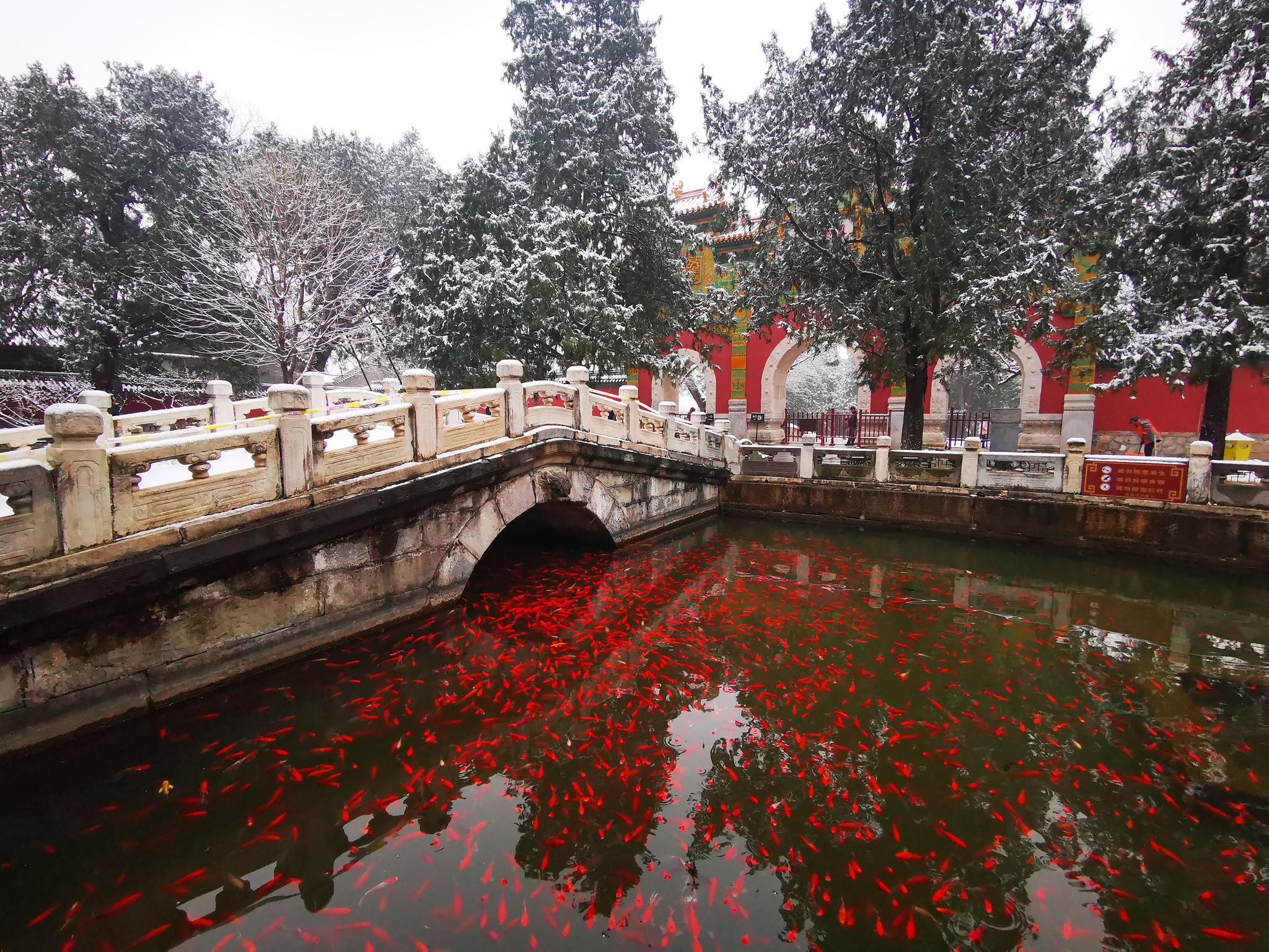 卧佛寺内红鱼吸引游客沐雪观鱼。北京植物园供图