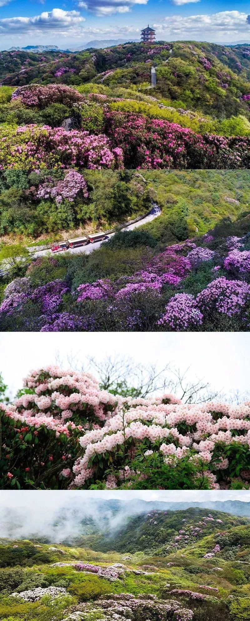 金佛山杜鹃花节|金佛山的杜鹃花都想开了,五一还不赶快去看看?