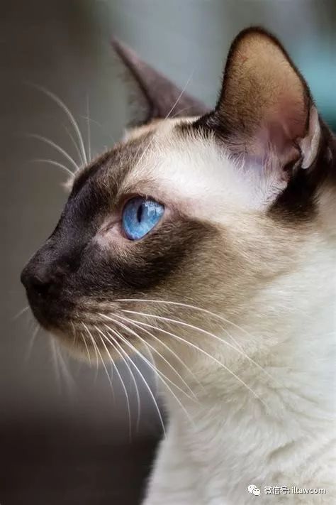 东方的月亮钻石暹罗猫