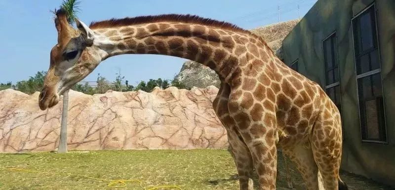 本周六,876主播喊你和宝贝打卡现实版疯狂动物城