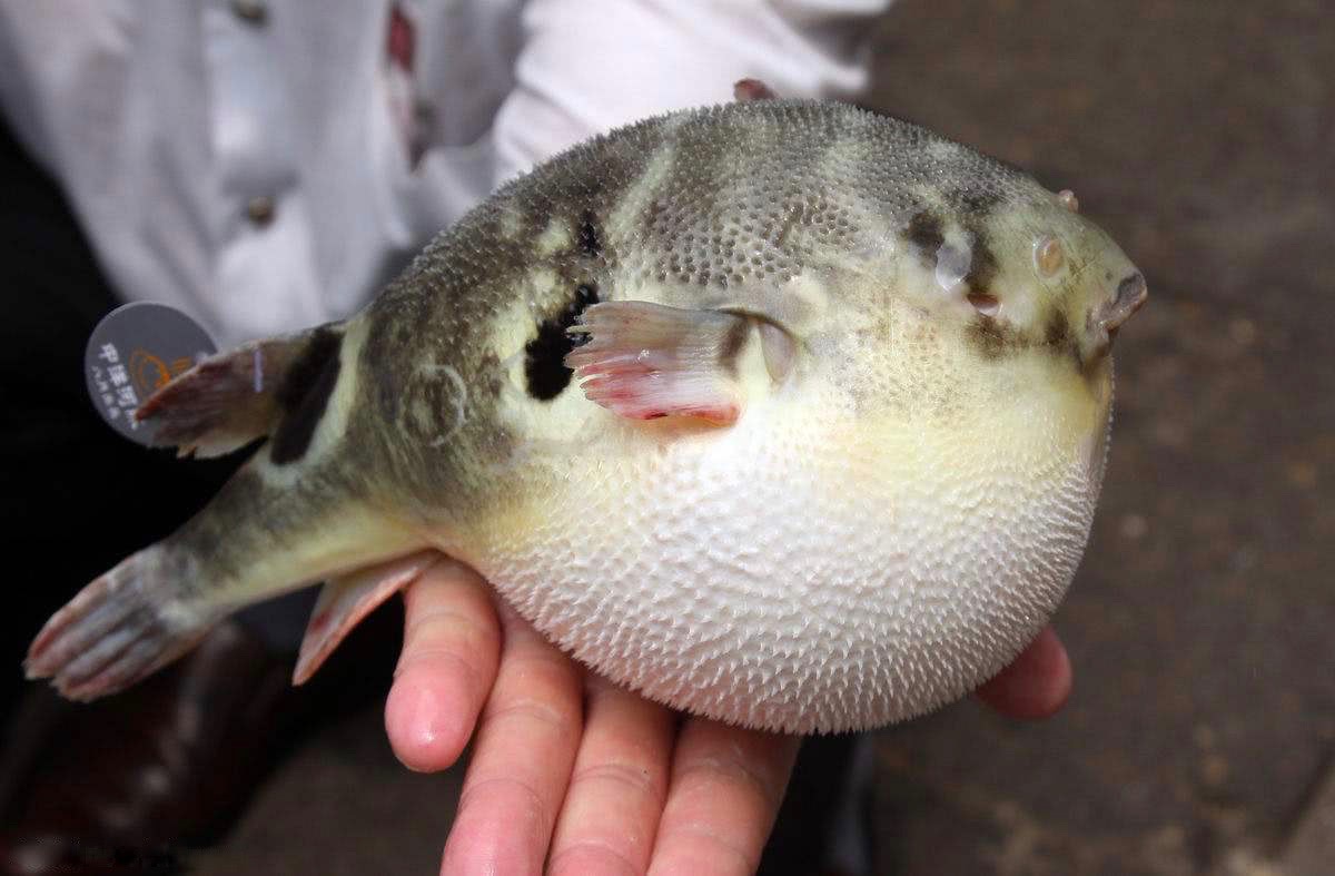 日媒日企盯上中国吃河豚热商机欲培育新粉丝人群