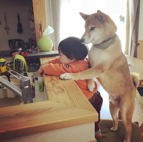 一组暖心照爆红ins这个4岁柴犬对小主人的宠爱治愈了无数人的心