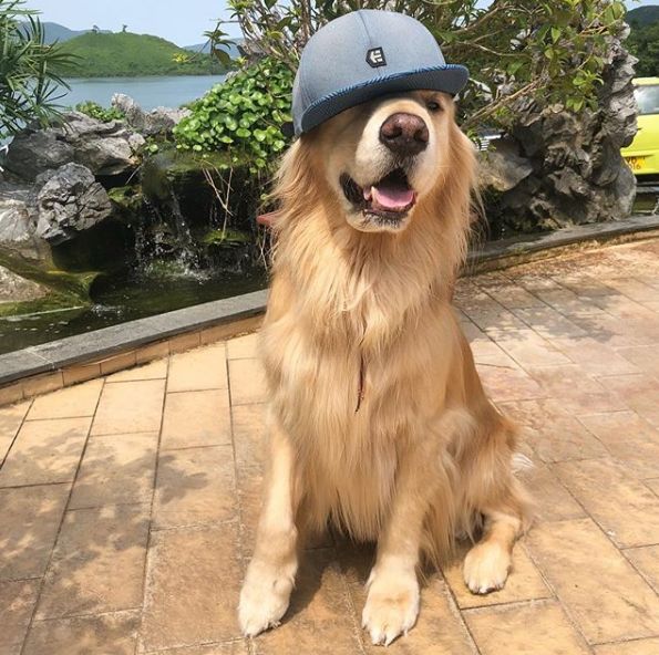 主人着急找大金毛一下午,结果打开衣帽间就看到这家伙.