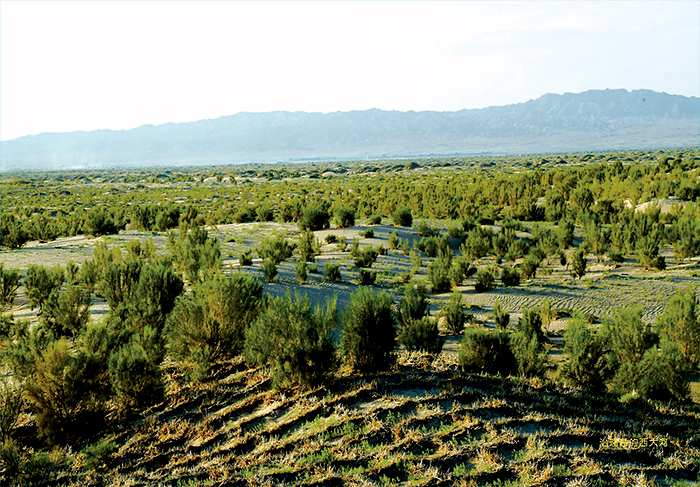 防治土地荒漠化 助力脱贫攻坚战|塞罕坝|右玉|治沙_新浪新闻