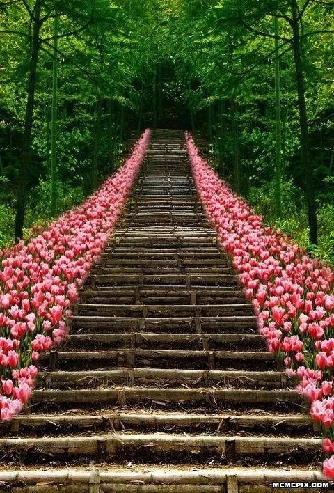 这才是花路,美到窒息!