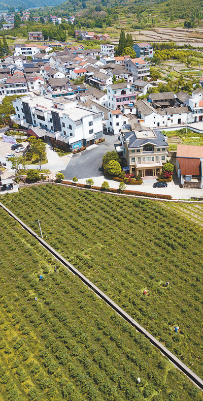 图片报道|蓝莓|上下文|草塔镇_新浪新闻