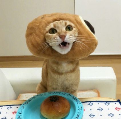 这些猫咪面包头套也太可爱了吧想要一口吃掉