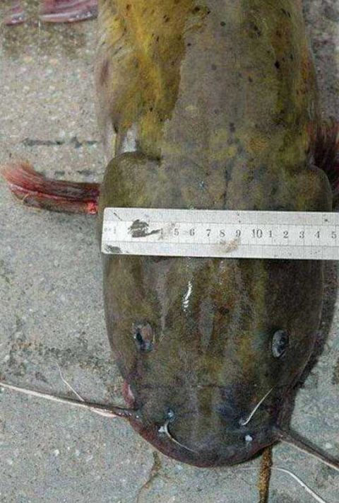 长江刀鱼|鱼|芝麻_新浪新闻