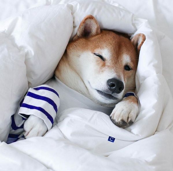 这些狗狗不仅吃脆骨头饼干而且比谁都要潮