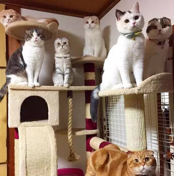 家里有十只猫是一种什么样的体验?日常堪比大型吸猫现场