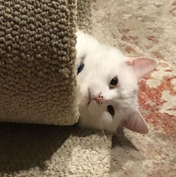 末了,放一张美照挽回下被玩坏的smudge的形象吧by/ins/smudge_lord来