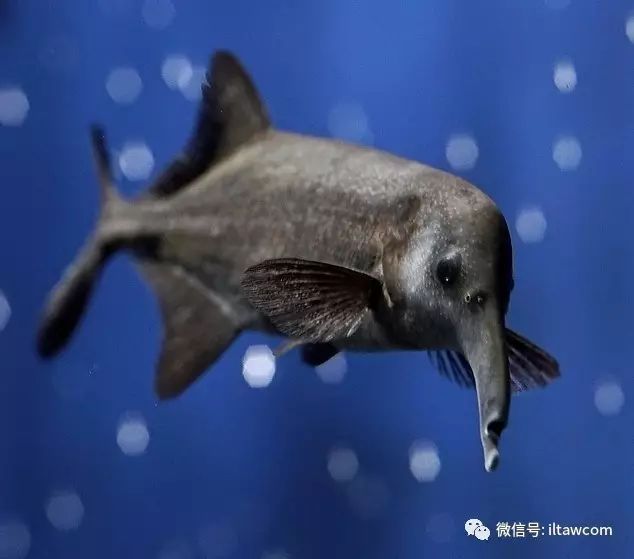 原来真的有象鼻鱼这种动物