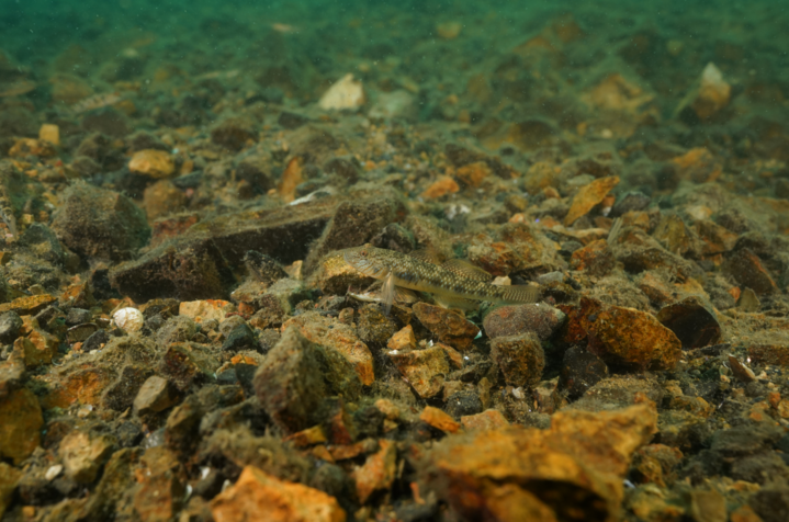 潜入水底 千岛湖"水下森林"首次曝光