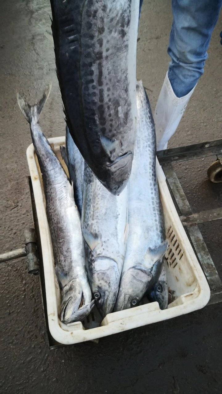 来解馋!清晨的繁忙海港,大鲅鱼半米多长!