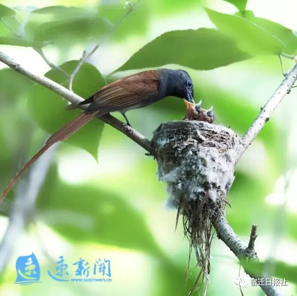 泗洪观鸟园发现珍贵绶带鸟