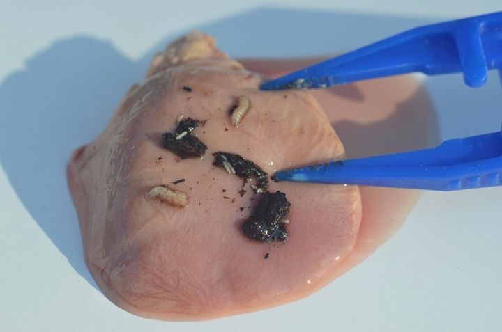 看看有哪些昆虫来这里繁衍了吧……比较大可能性遇到的就是苍蝇了