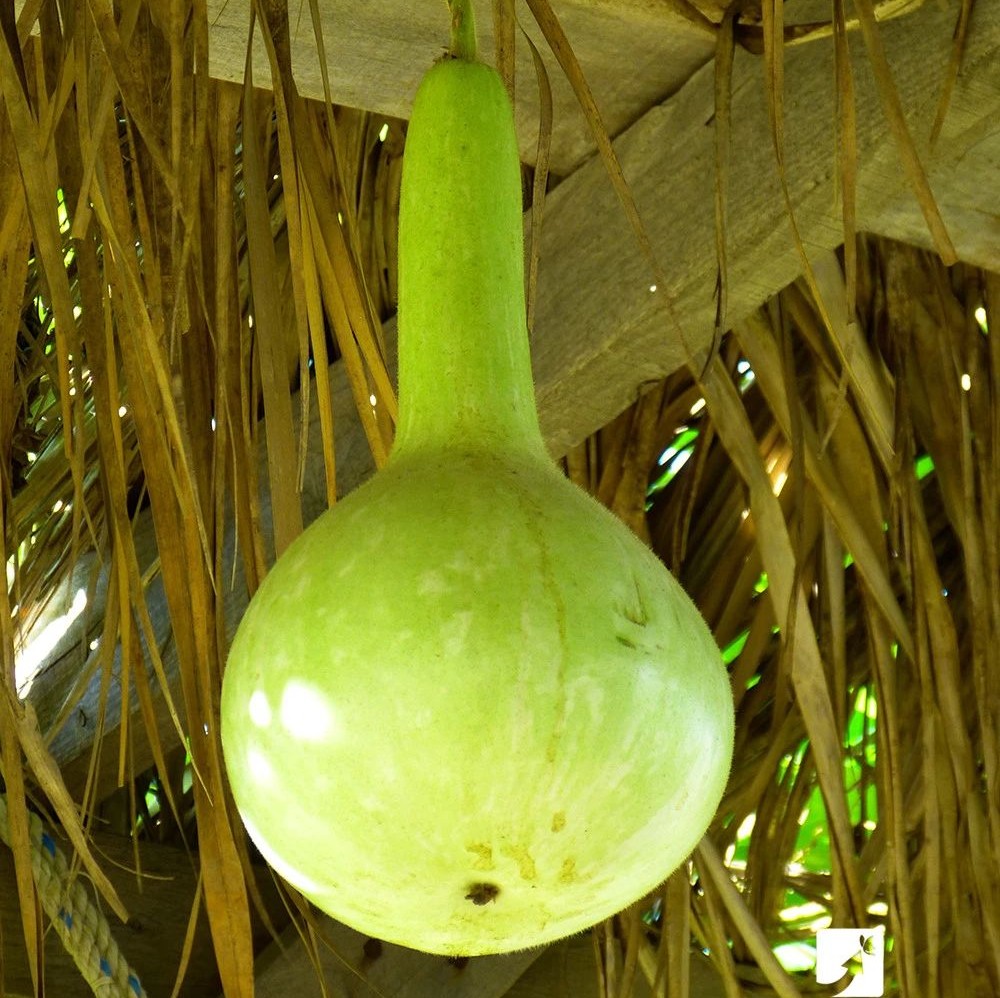 一家三口上吐下泻,只因吃了这种瓜!