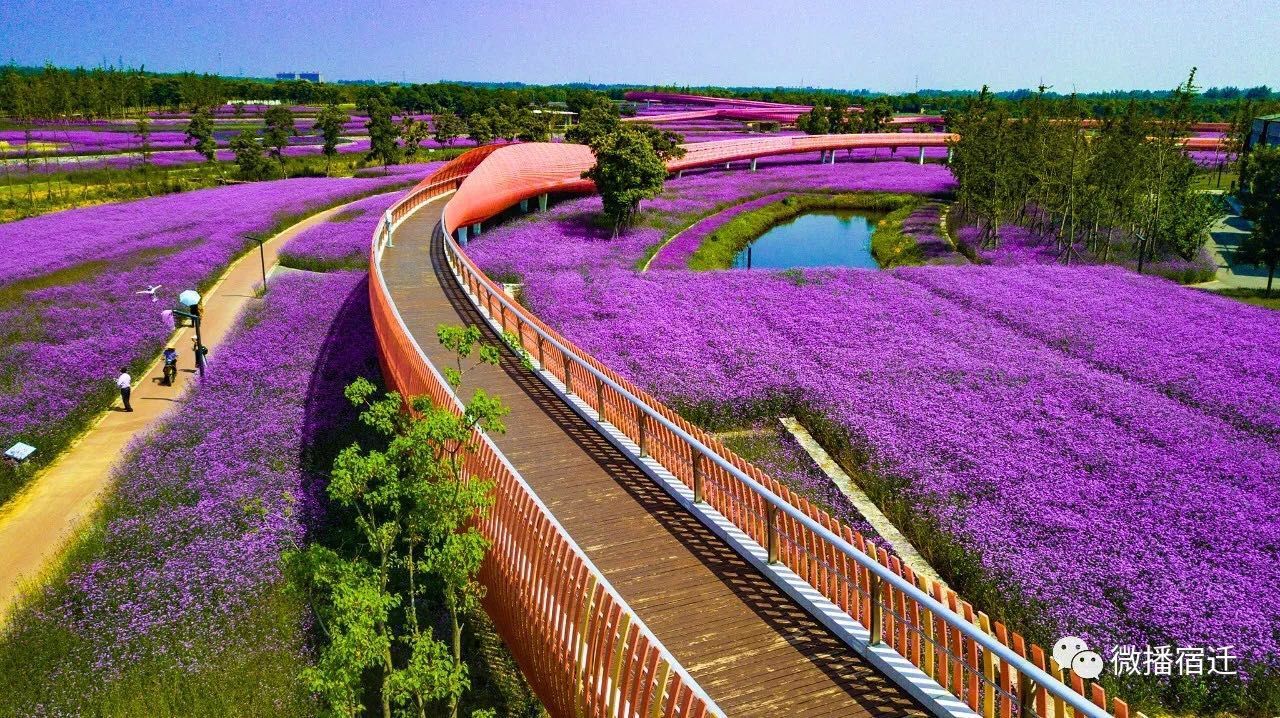 宿迁三台山已经被一大片紫色承包了!美翻的节奏!