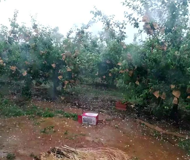 冰雹受灾情况:四乡镇果树受灾面积15万亩!
