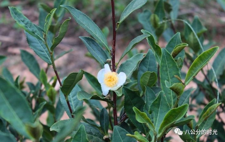 八公分的时光丨正茶:乡间神圣之物,守护着一方村人