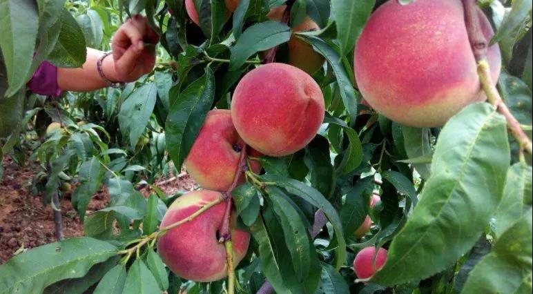 江宁水果采摘地图2汤山仙桃云谷水蜜桃个头大香甜美味