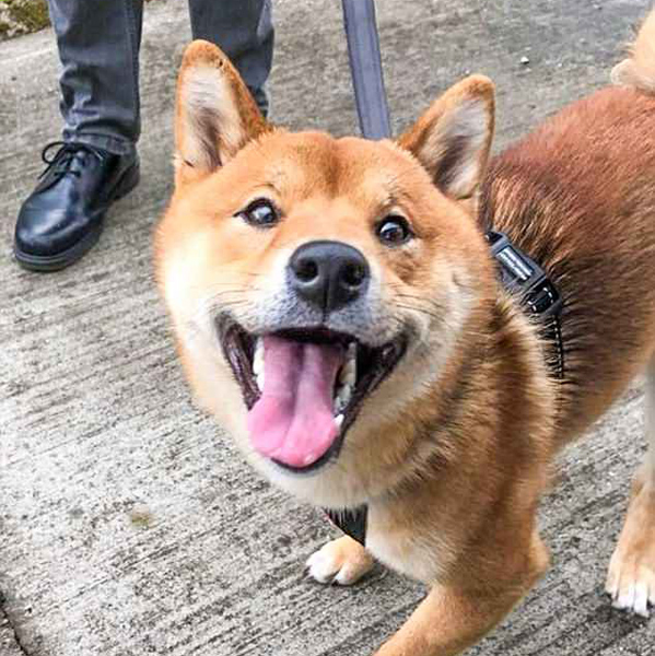 英柴犬被称为世上笑容最美狗狗尤其喜欢拍照