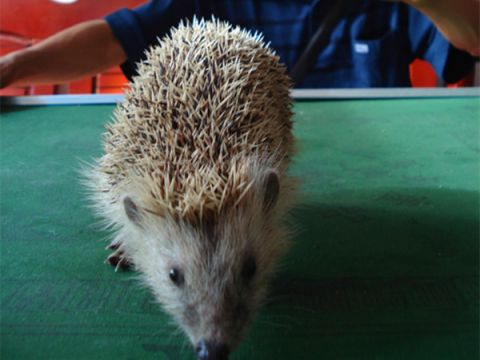 农民柴垛旁捡到个"毛球",没想到是个活物该怎么办|柴垛|刺猬|农民