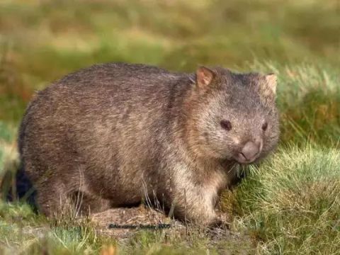 男子在野外发现只"大肥鼠",当地人却说是只熊