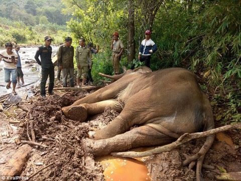 柬埔寨一头大象被活活饿死,主人认为它没有力气就不会去惹事