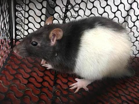 台湾农民捕获40厘米长黑白相间大老鼠模样可爱