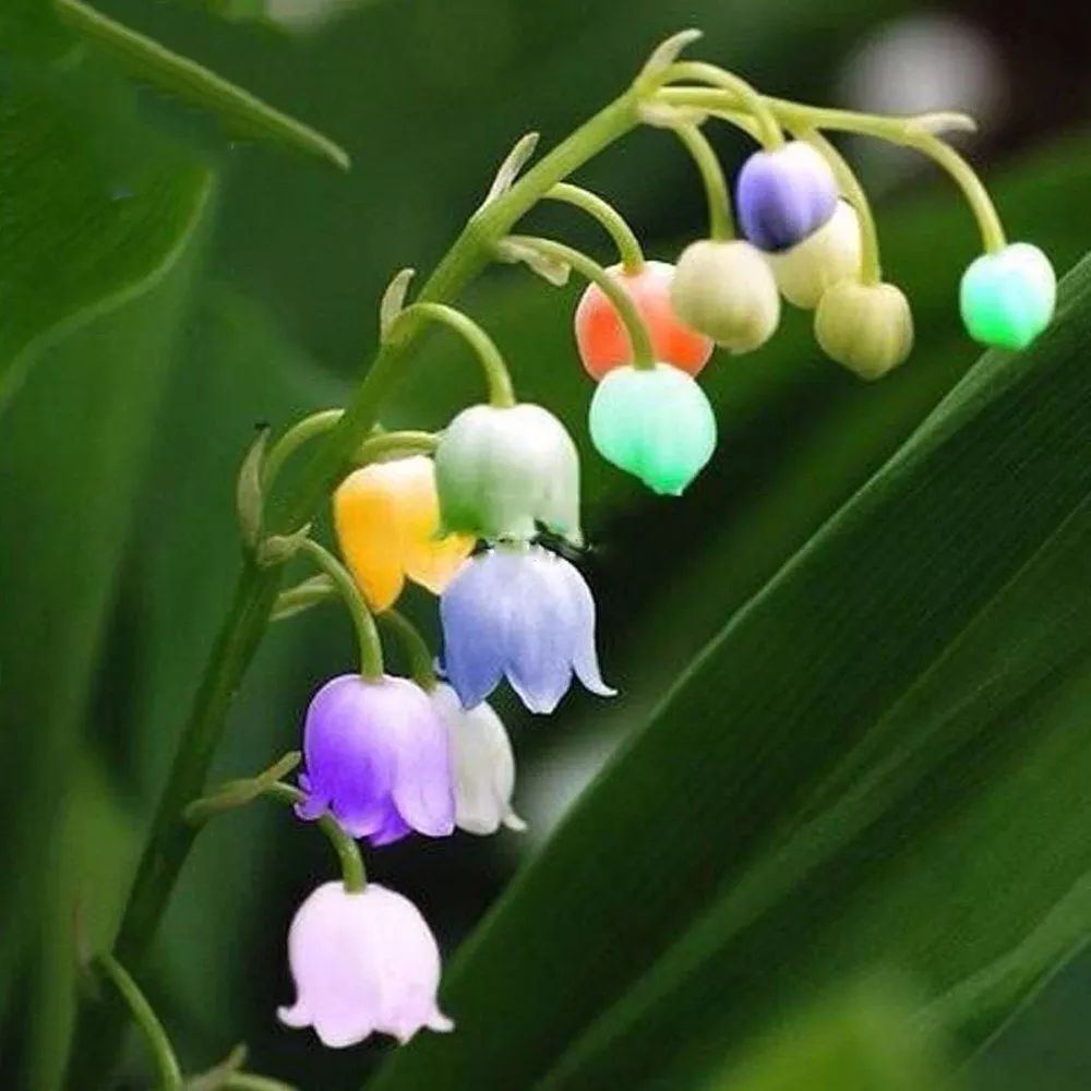 Lily of the Valley - Buy Online