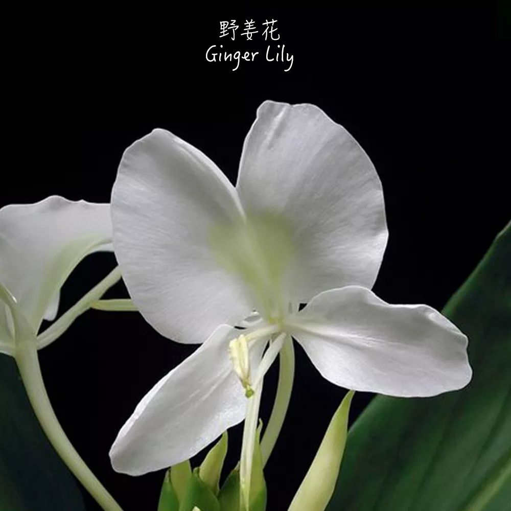 什么花象征思念去世之人(什么花的花语是思念已故亲人)