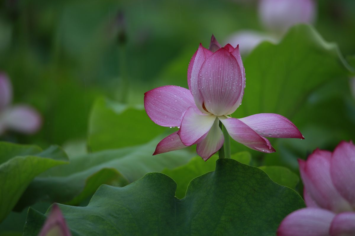 "莲花乱脸色,荷叶杂衣香"雨余无事倚栏杆,媚水荷花粉未干.