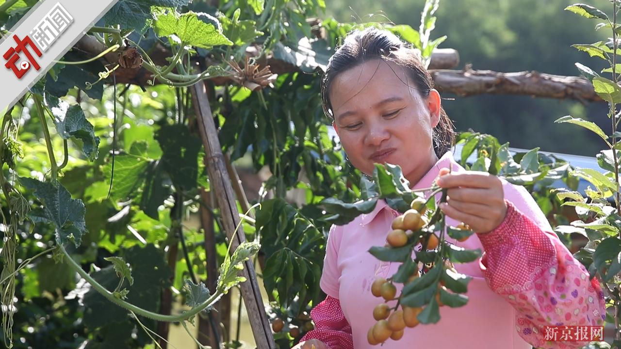 巧妇九妹靠三农短视频走红网络帮乡亲卖出300万斤水果